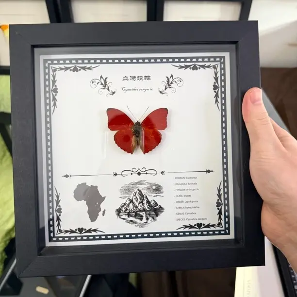 真蝴蝶标本立体展翅带框装饰画节日礼物