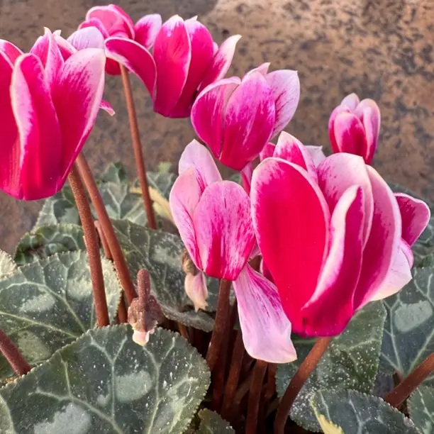 【梦幻红】仙客来120盆栽