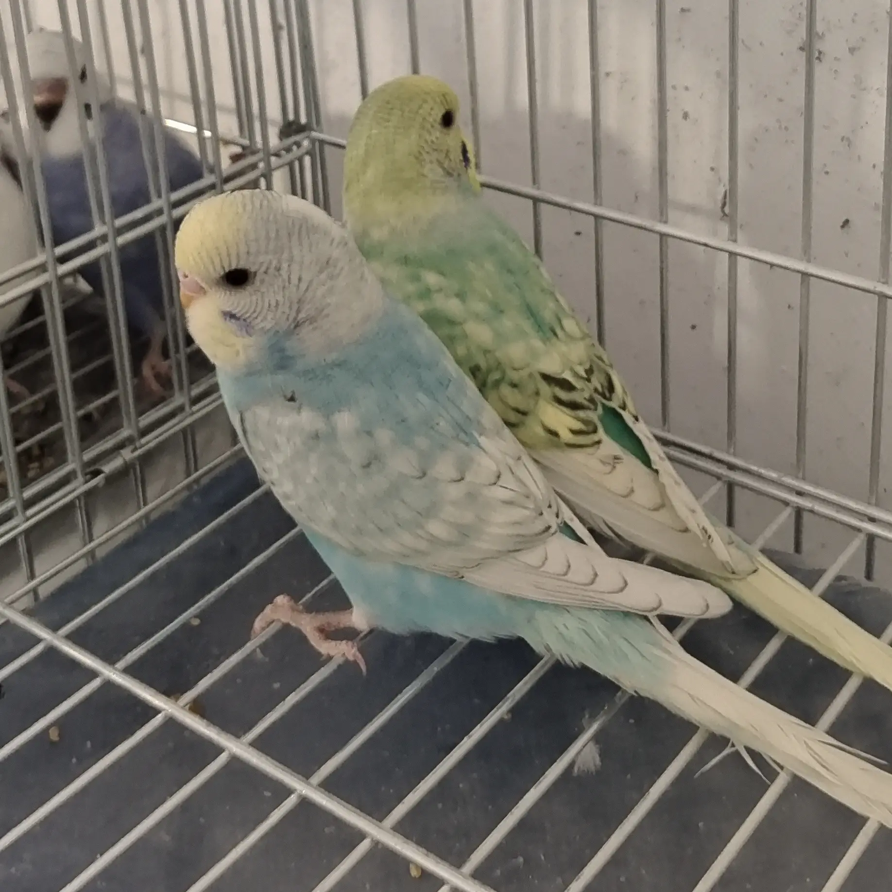 手养虎皮鹦鹉亲人粘人可繁殖学说话适合家养