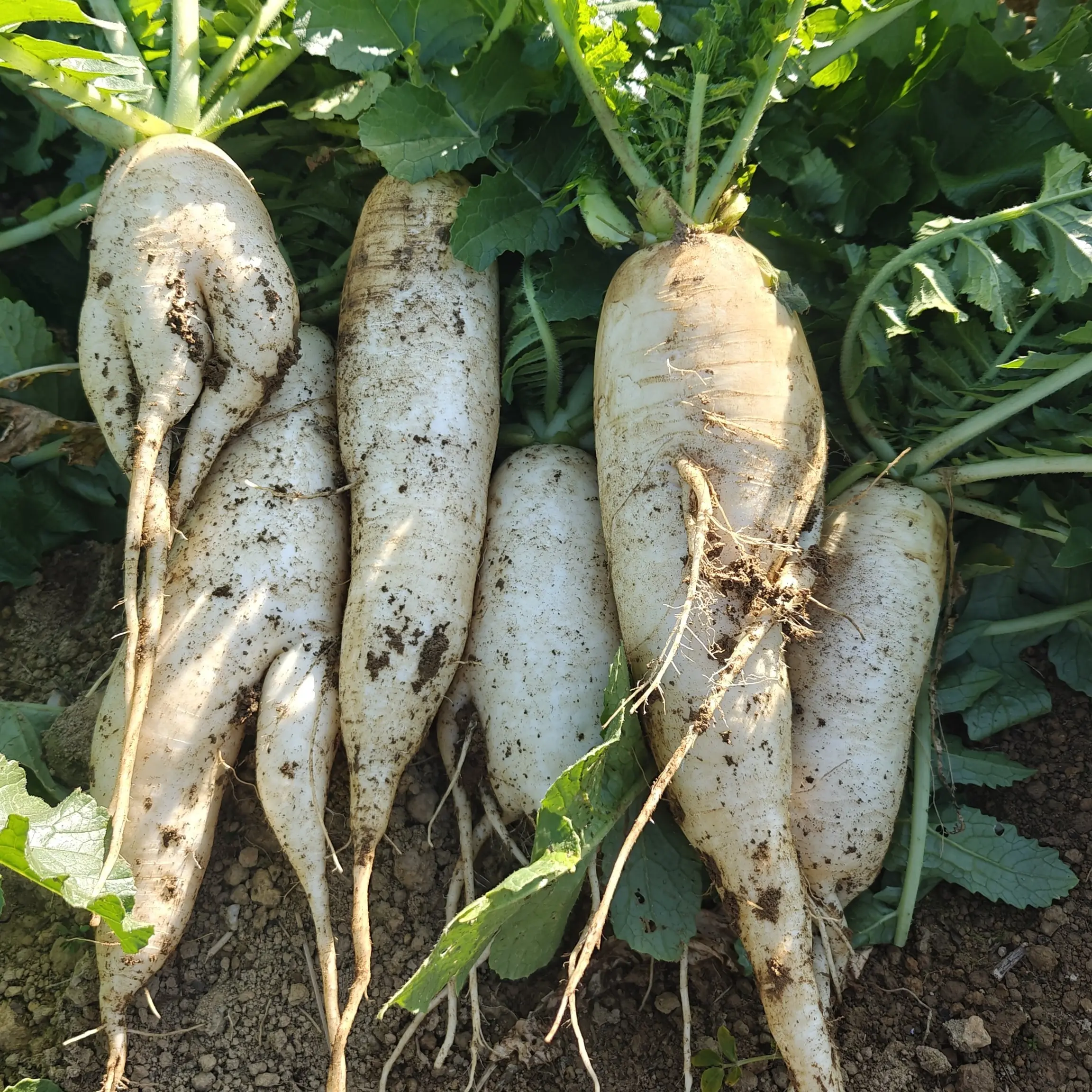 贵州高山农家自种白萝卜 现拔现发，带泥发货