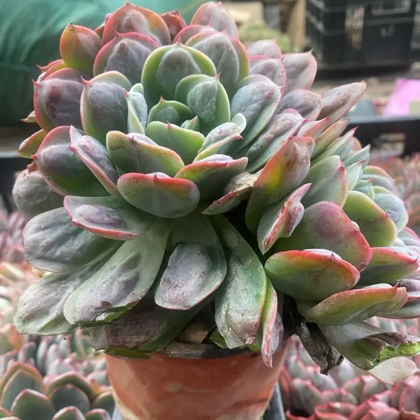 雨滴多肉12口径植物新手好养窗台阳台盆栽