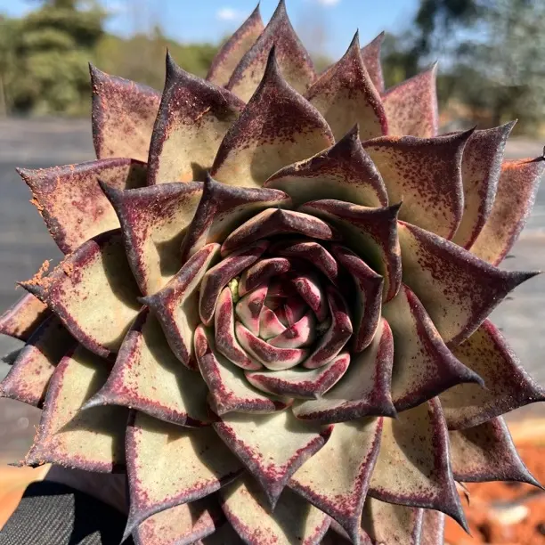 地栽黑檀汁乌木16cm1颗  多肉植物 