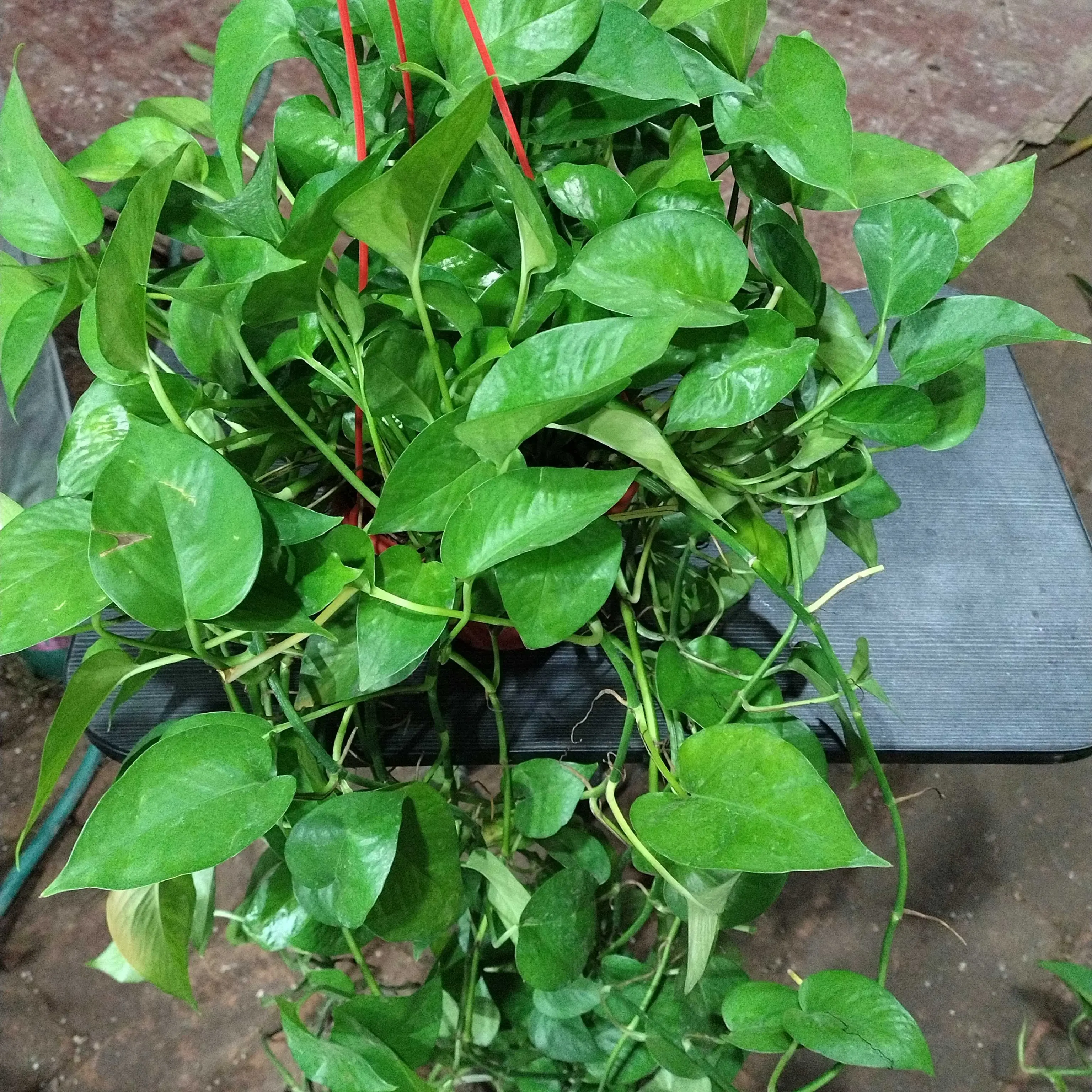 长藤绿萝盆栽室内好养可净化空气适合办公室客厅