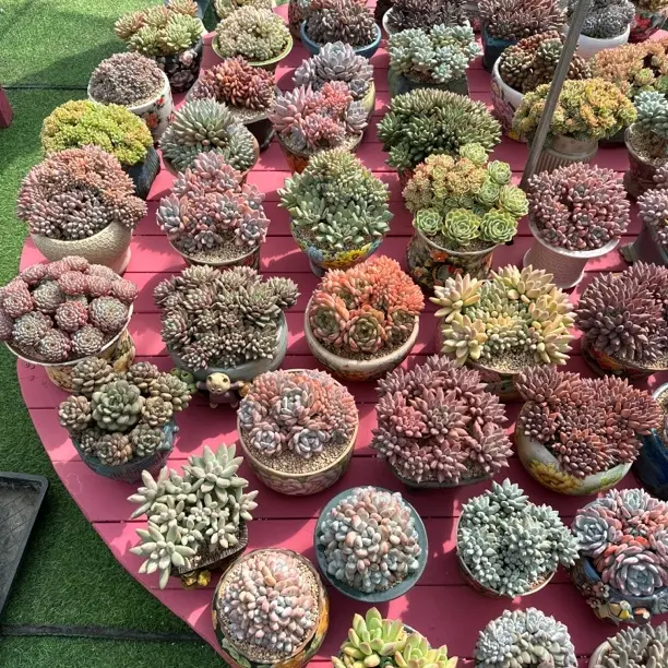 多肉一物一拍链接38号