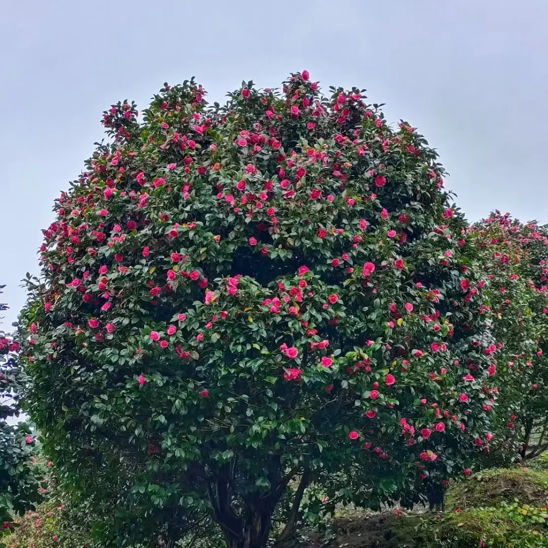 精品茶花冬春开花新手易养带花苞适合室内外种植春秋花园