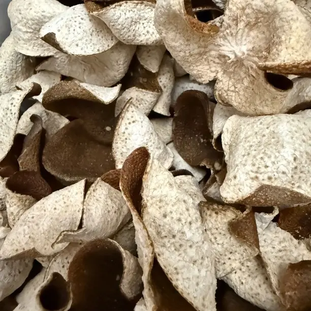 广西浦北2023年精品统皮二红大红都有