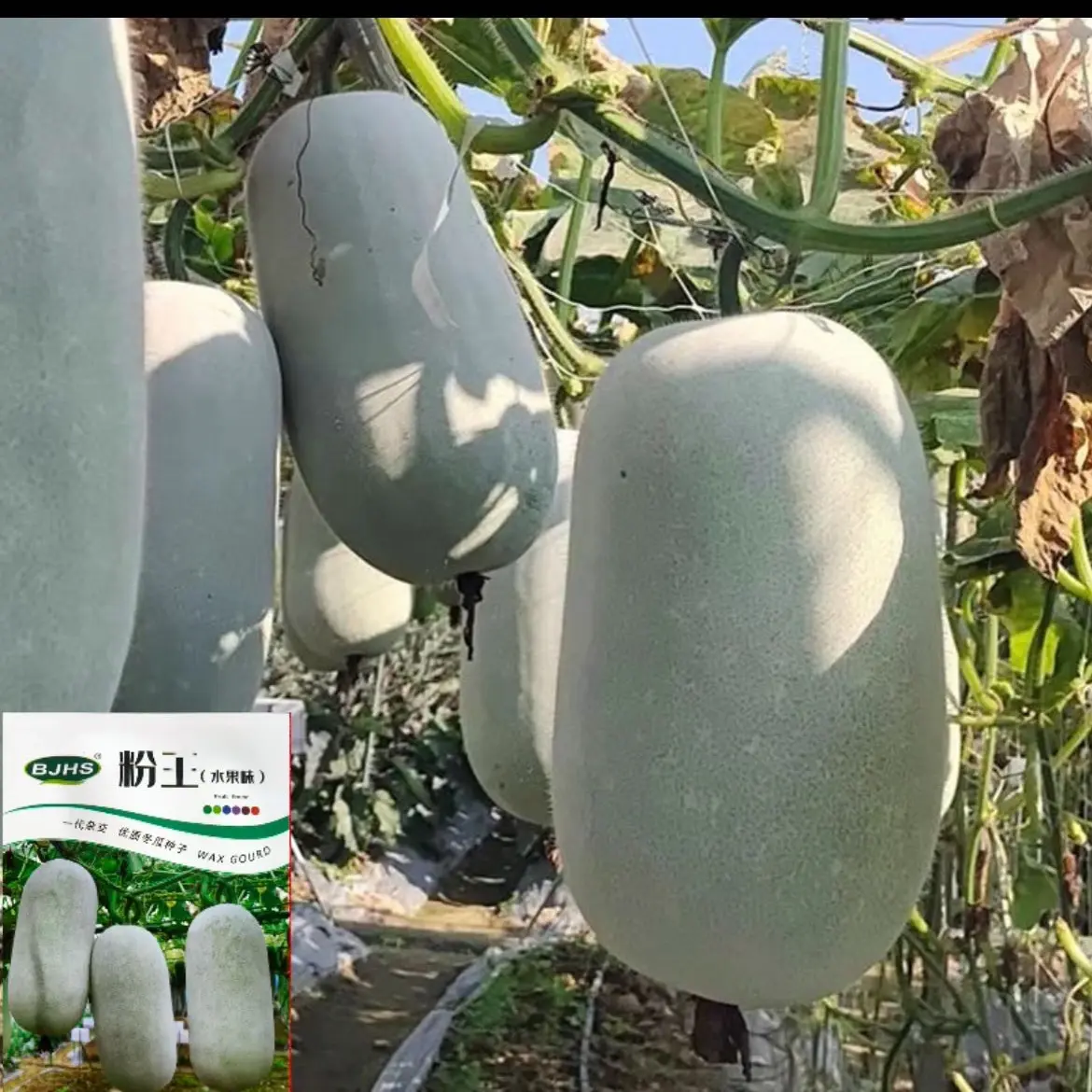 粉王水果小冬瓜种子肉厚心腔小鲜嫩好吃坐瓜多高产抗病