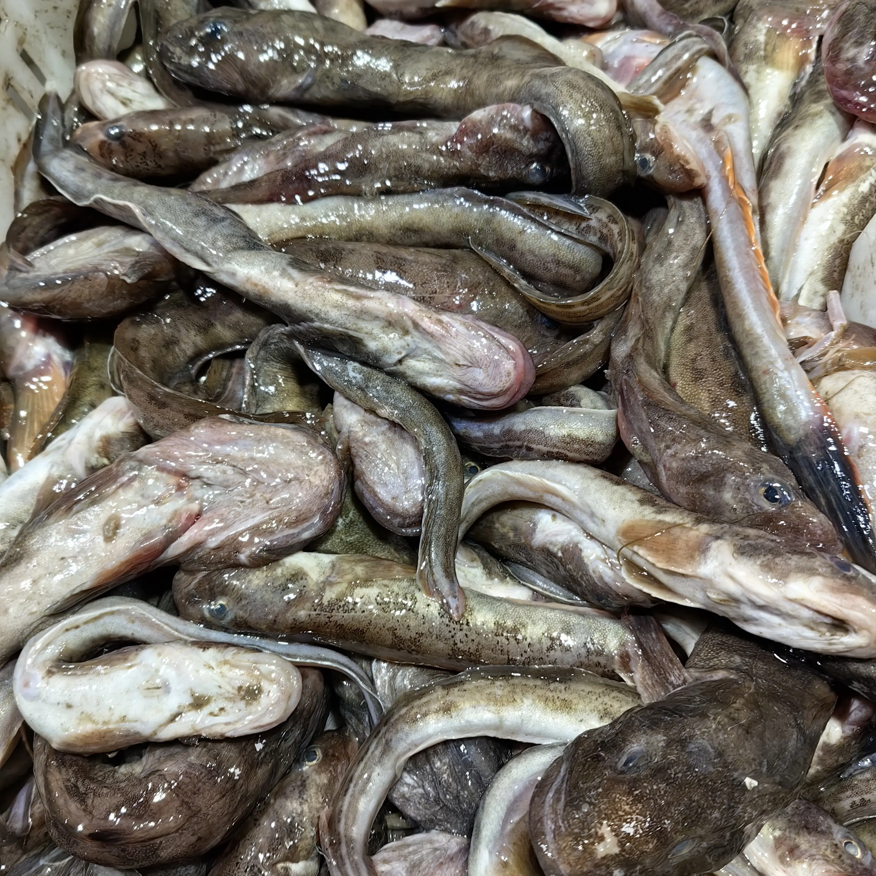 野生海鲶鱼新鲜生鲜顺丰直发