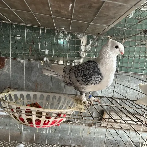 优选鸽整鸽 精选新鲜鸽子肉 以直播间为准 现杀现发 营养美味