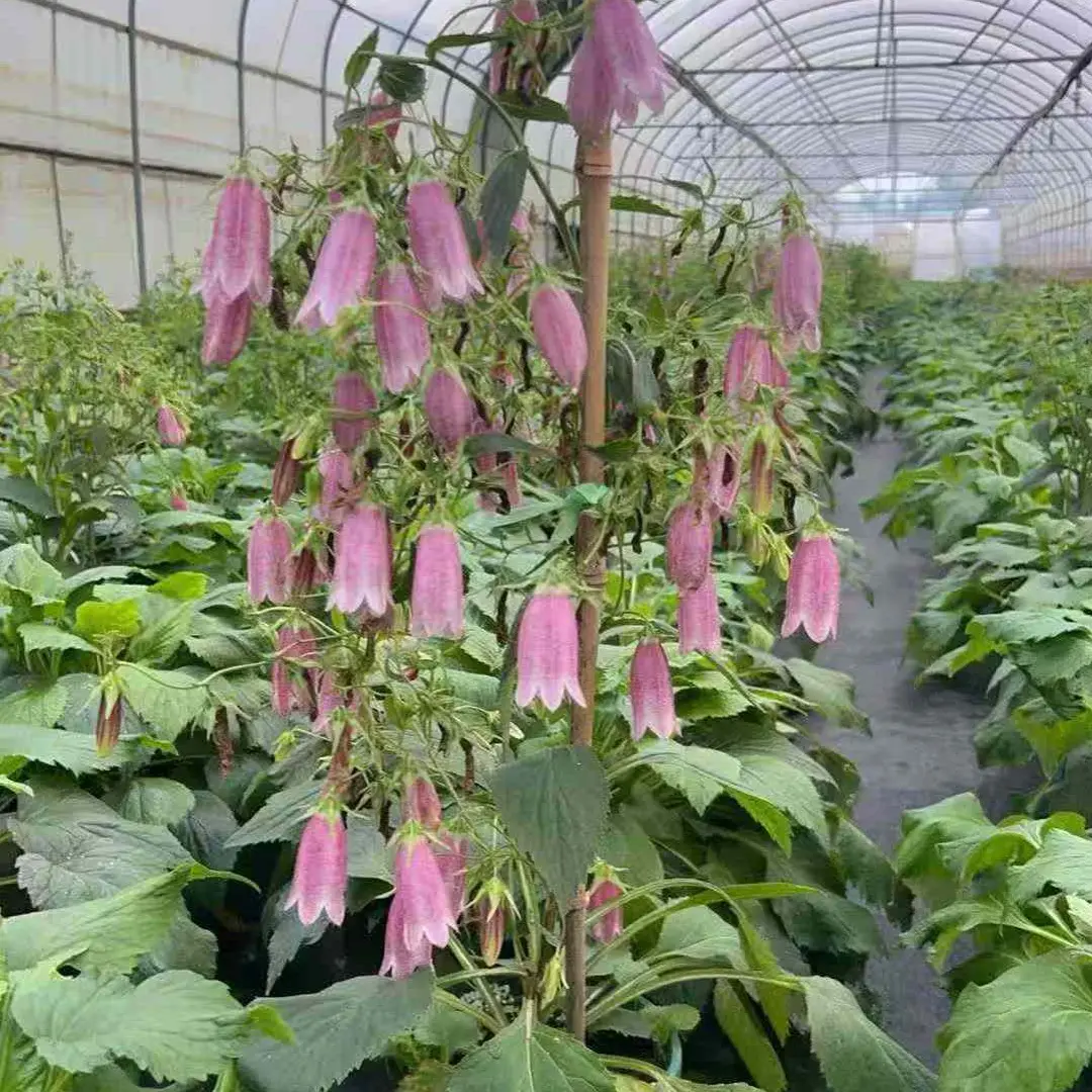 紫斑风铃草盆栽多年生宿根耐热耐地栽庭院阳台好养活花卉