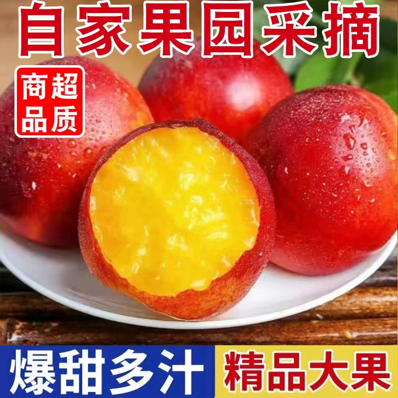 【2025头茬】露天黄心油桃应季桃子新鲜水果当季水津