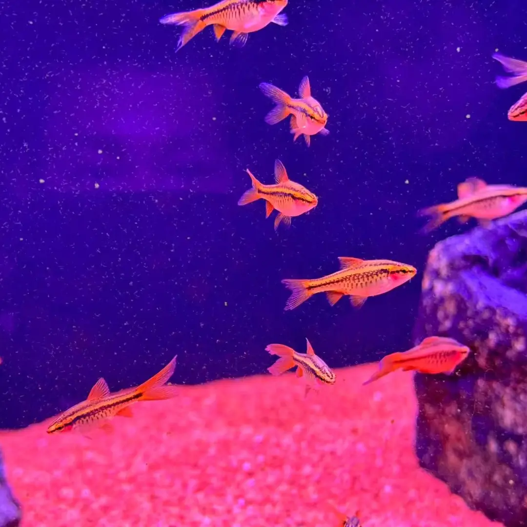 新疆包邮发货长尾红玫瑰樱桃灯鱼小型热带观赏鱼好养耐