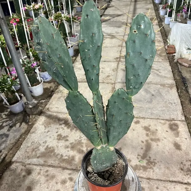 仙人掌盆栽可嫁接蟹爪兰防辐射好养室内植物