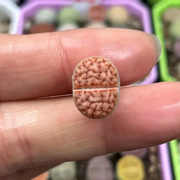 生石花多肉植物 拿铁花纹可选，拍五送一