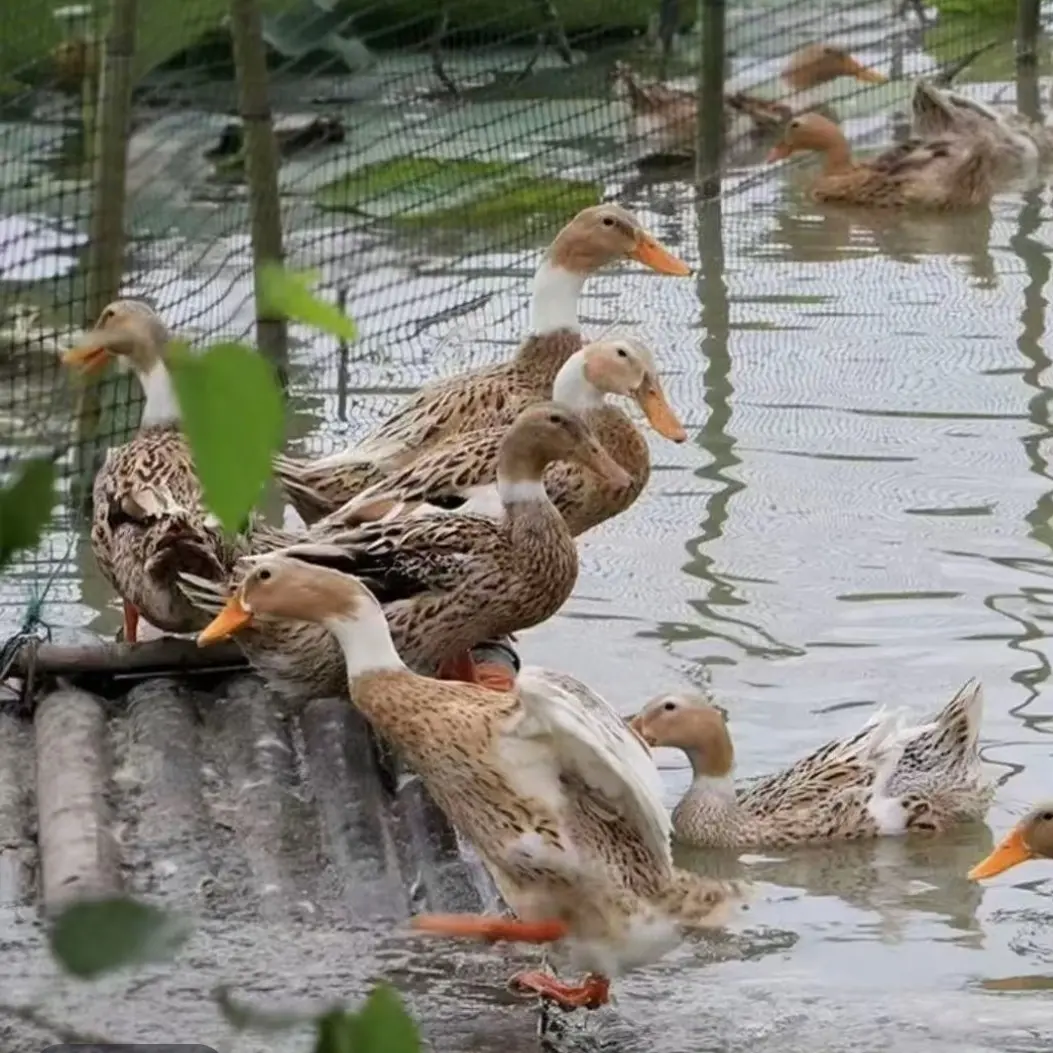 崇明散养白脖麻鸭2年