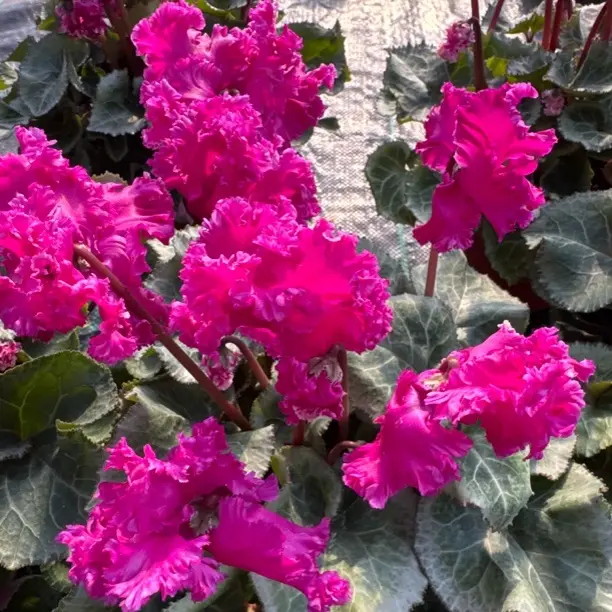 紫色妖精仙客来带花苞大花苗室内花卉四季开花好养观花盆栽