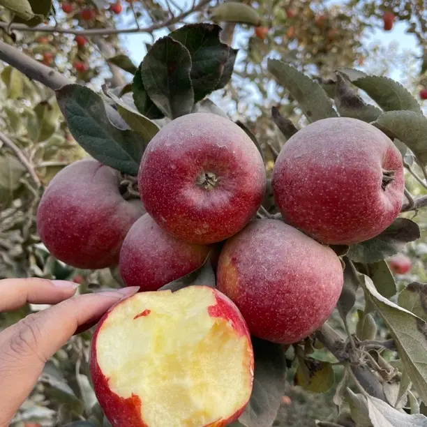 新疆喀什嗳妃苹果新西兰引种喀什带土带沙发货新疆直发