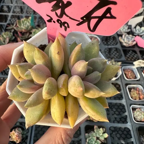 红象牙多肉植物办公室阳台绿植盆栽好养肉肉花卉