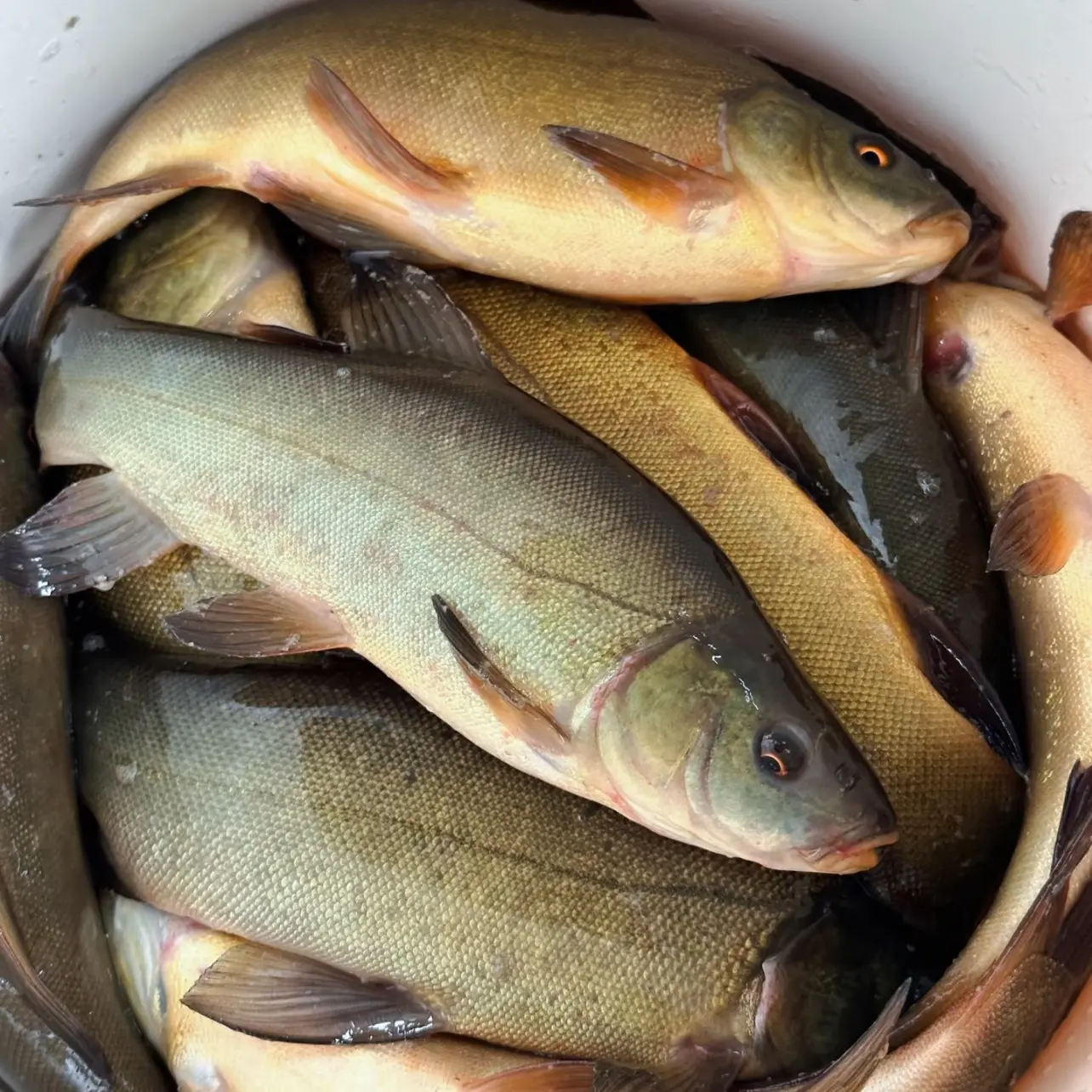 东北丁桂鱼速冻锁鲜发货包邮到家