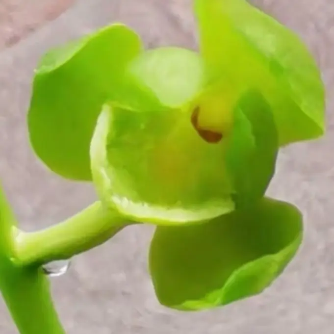 建兰铁骨素梅兰花盆栽带花苞适合办公室阳台绿植花卉