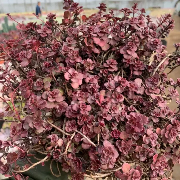 小球玫瑰多肉植物新手好养室内外净化空气盆栽