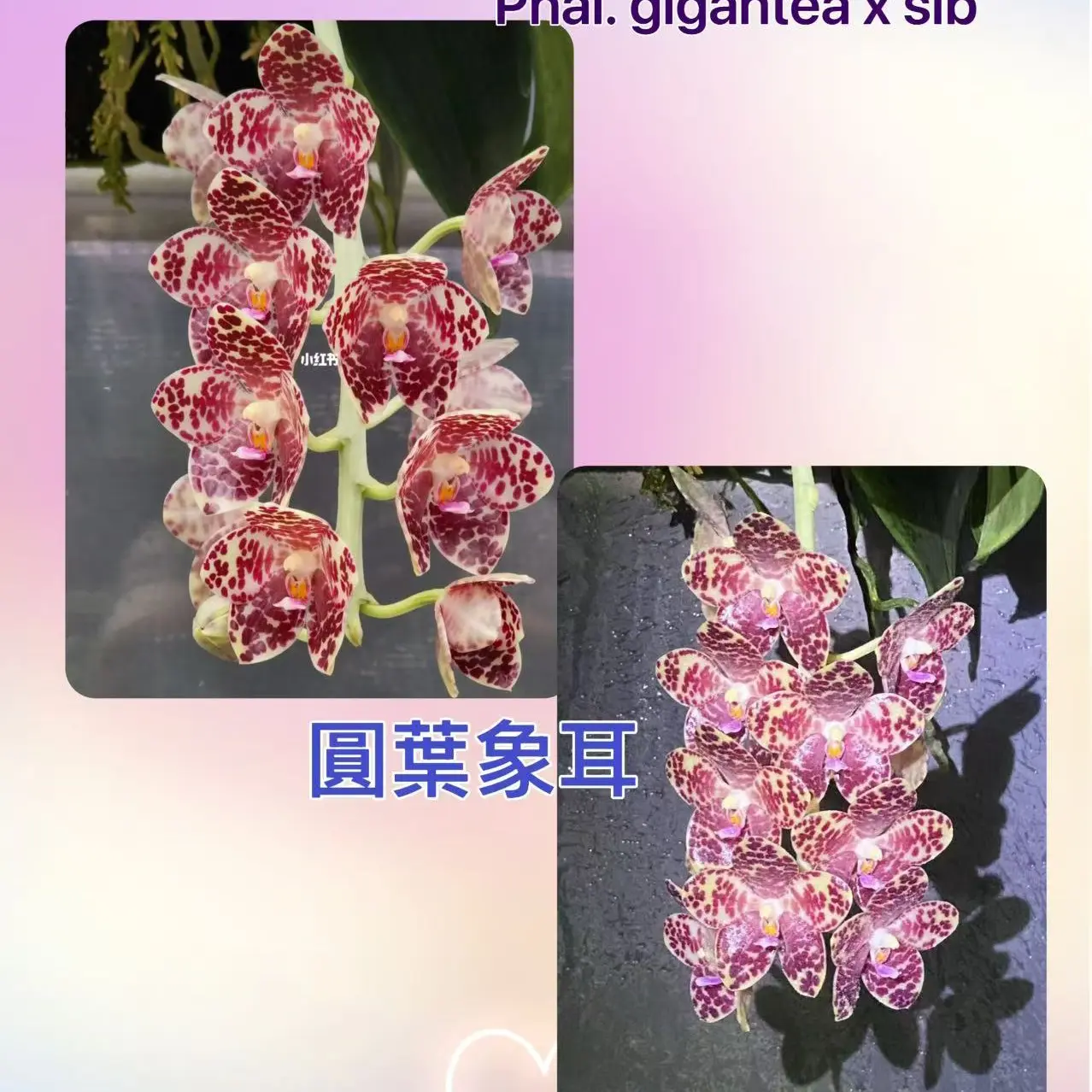 BT22301红象耳蝴蝶兰
