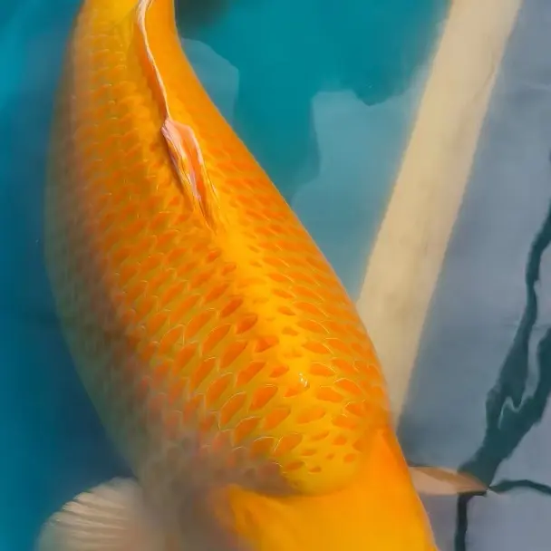 多摩龙锦鲤介子可大型化冷水可养互动性强带头大哥纯种网目清晰