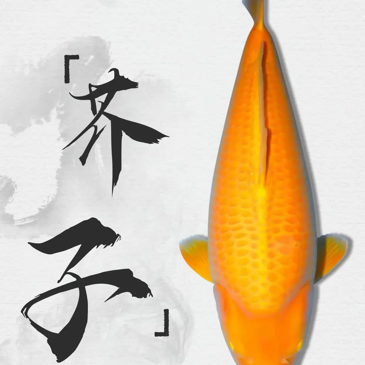 锦鲤观赏冷水鱼好养耐活淡水鱼30mm