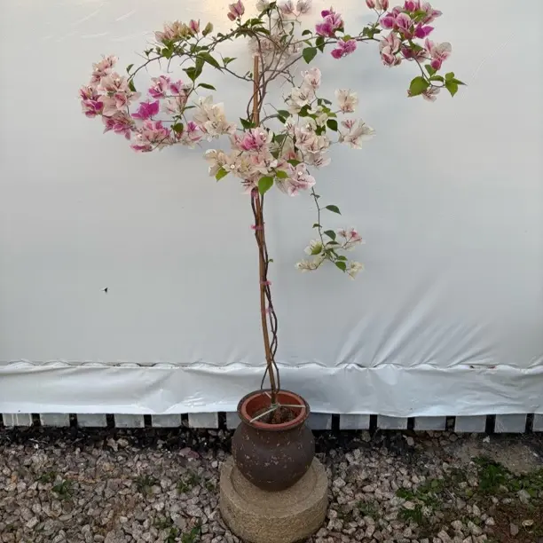 精品三角梅漳红樱原盆原土勤花双色庭院阳台带花盆栽有根系