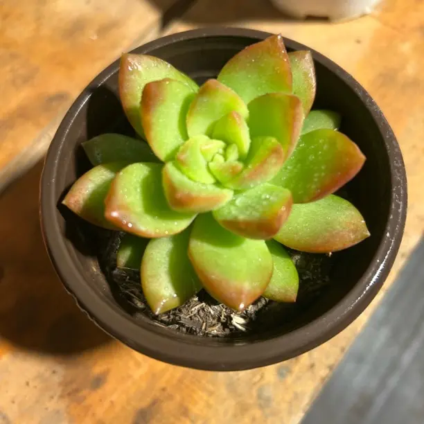 黄丽多肉植物（三 盆）    全场满16.8包邮