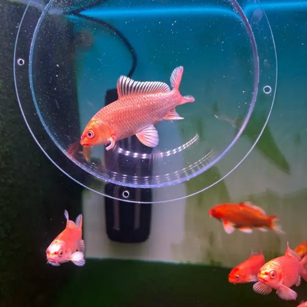 红蝴蝶鲤冷水淡水好养耐活大鳍长尾活体观赏鱼