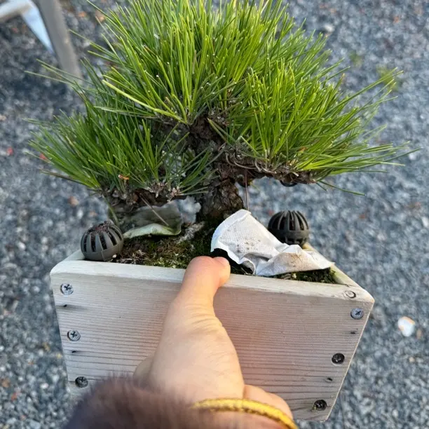 造型黑松松柏盆景盆栽桌面绿植摆件