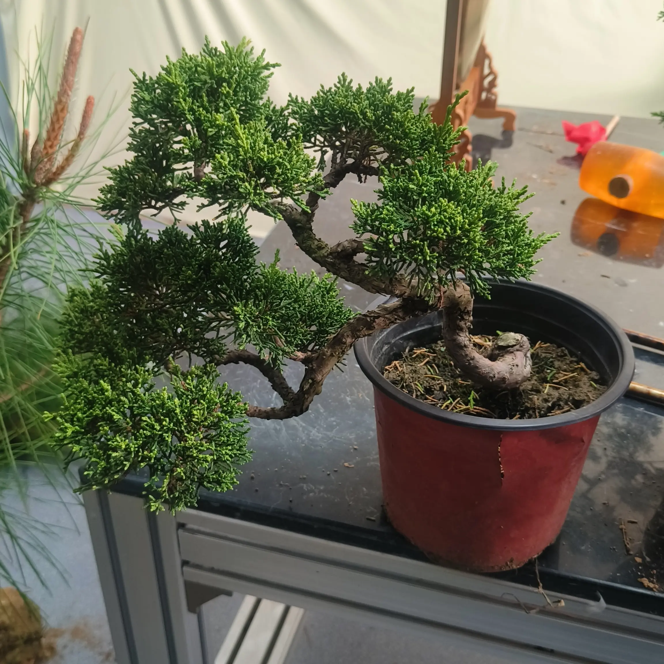 罗汉松盆景室内外造型四季常青好养绿植