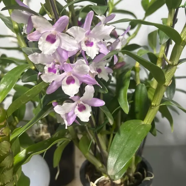 高品质春石斛兰条子粗壮好养开花颜色渐变有香味的花卉盆栽