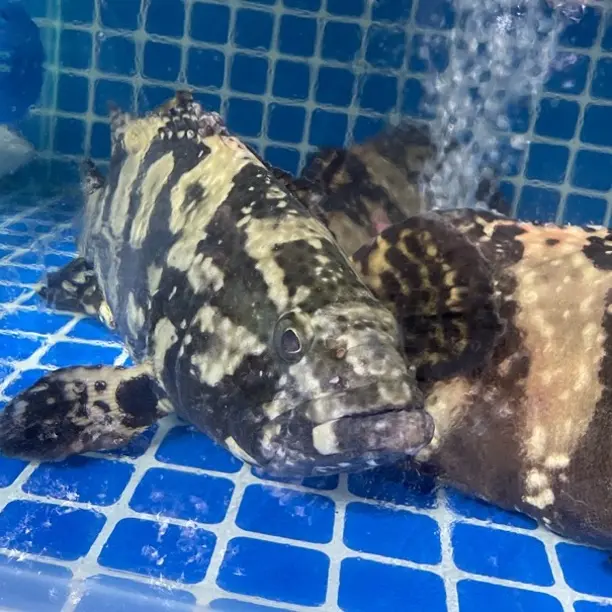 深海贵族石斑鱼1条-默认处理