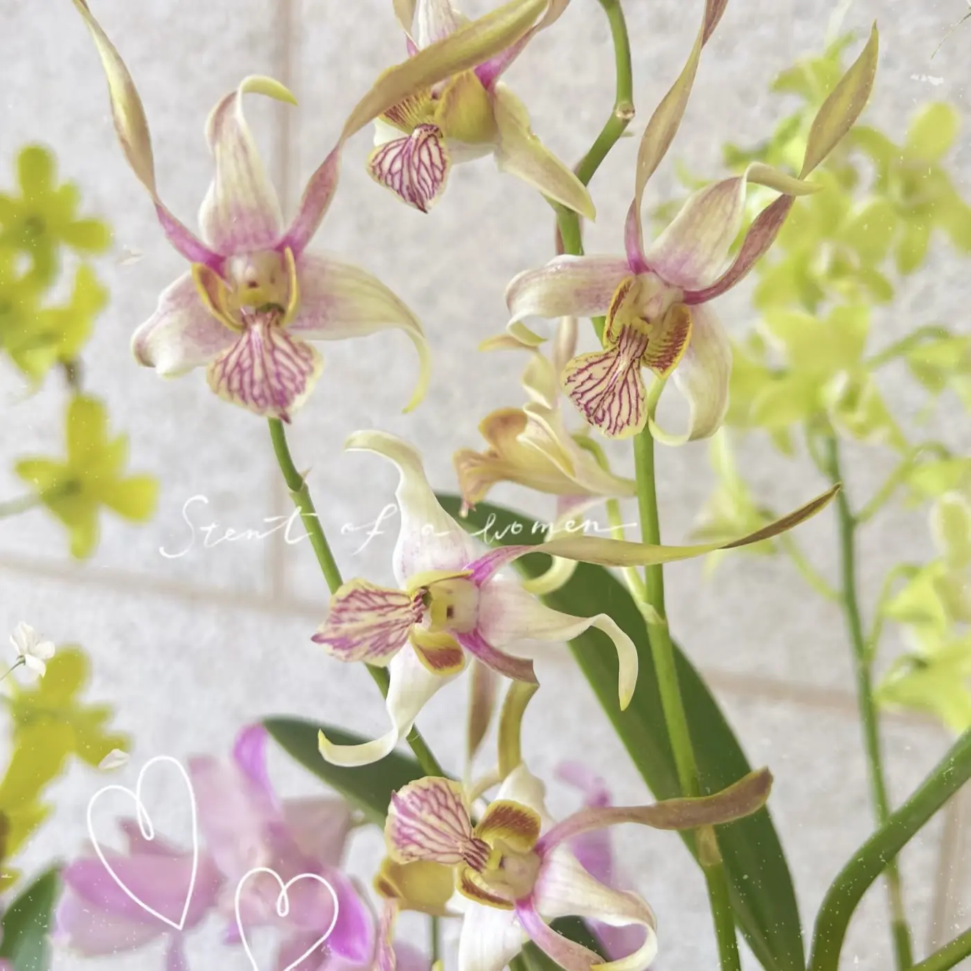 《大金羚羊》泰国秋石斛室内阳台好养绿植盆栽原盆原土