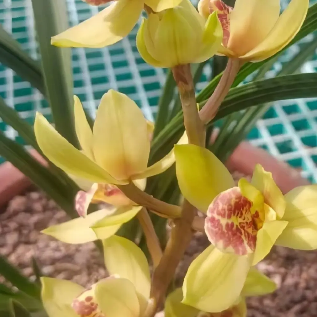 蕙兰绿植盆栽年宵庭院蝴蝶兰花卉开花浓香型室内外好种室内绿植