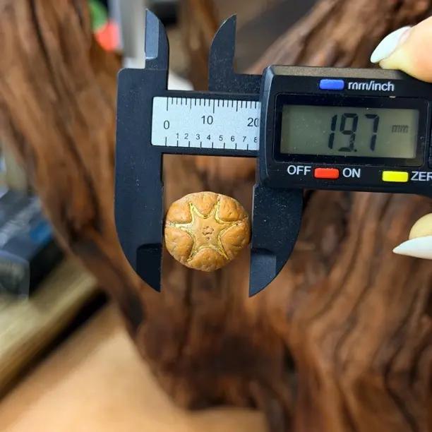尼泊尔 六星 凤眼三通 高密度新籽尺寸19mm