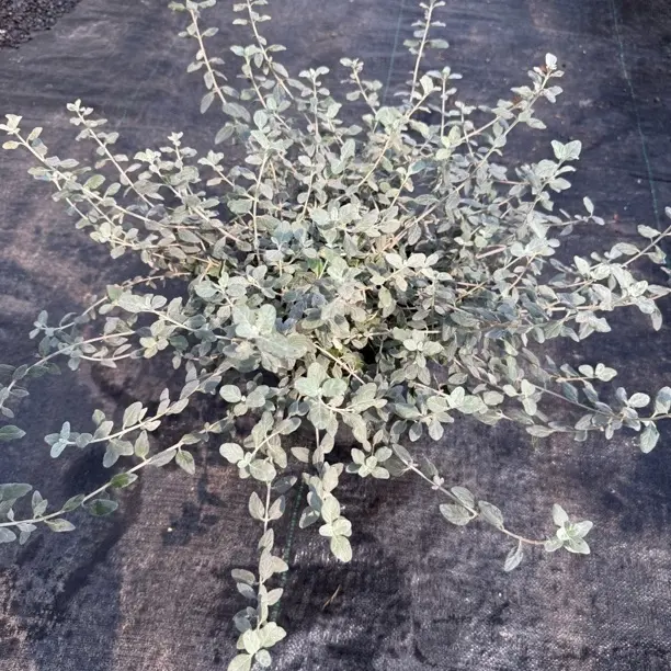 尤加利银水滴耐热耐晒适合阳台花园露台养护的植物