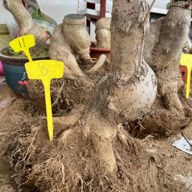 造型流苏疙瘩盆景素材，，请勿私拍