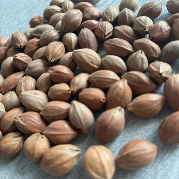 梅林铁核老料福利9颗整串