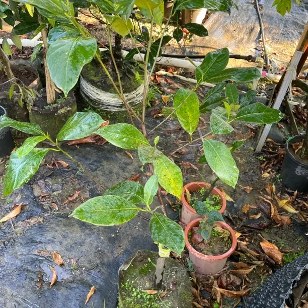 直播间各种树苗一物一拍