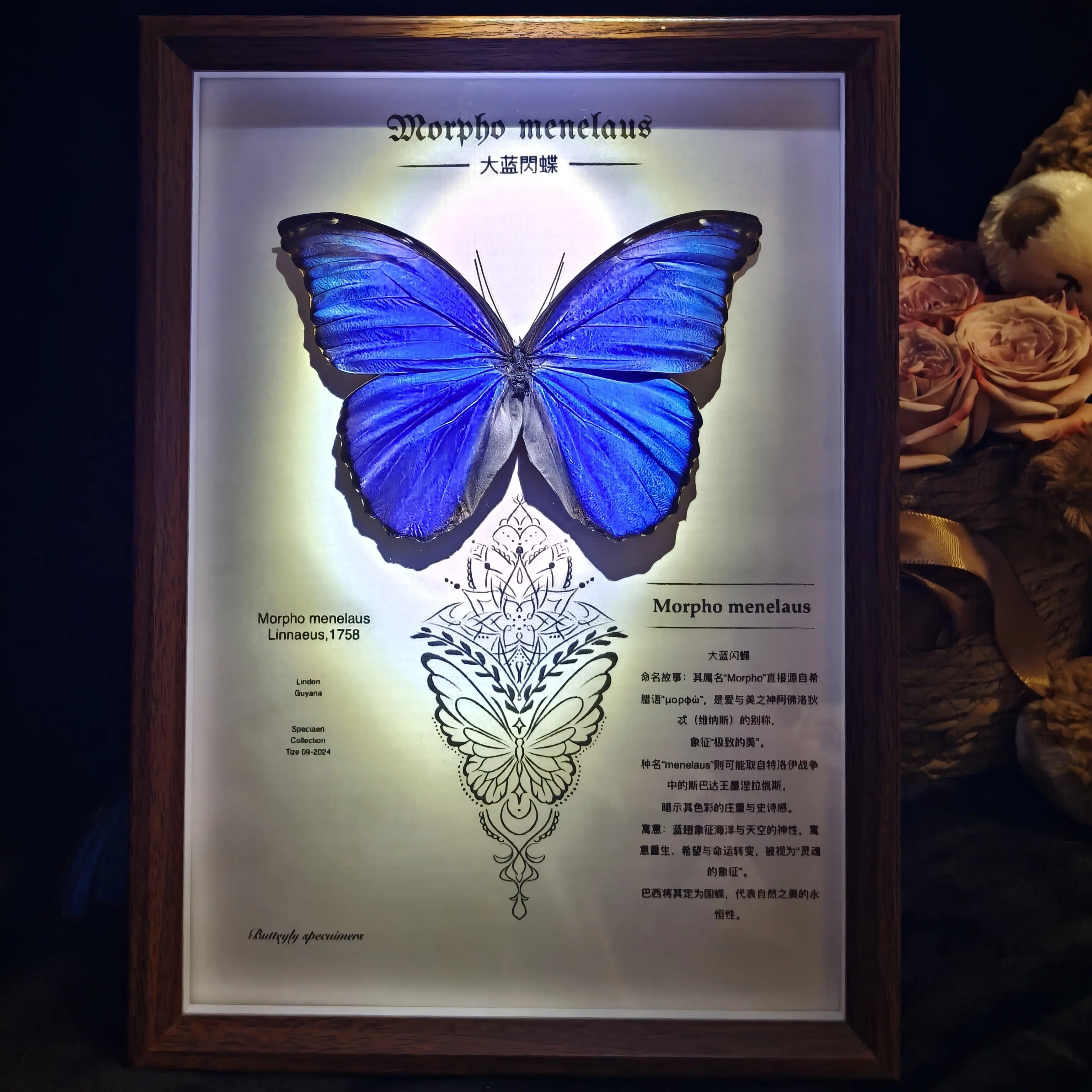 大蓝闪蝶真蝴蝶标本实木相框成品复古高级家居装饰画礼