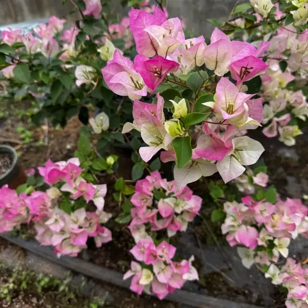 彩色三角梅四季开花（一物一拍）发货途中容易掉花掉叶子建议者慎拍