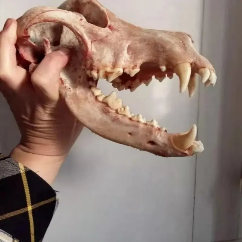 长度5.5-5.7黑狗牙狗牙