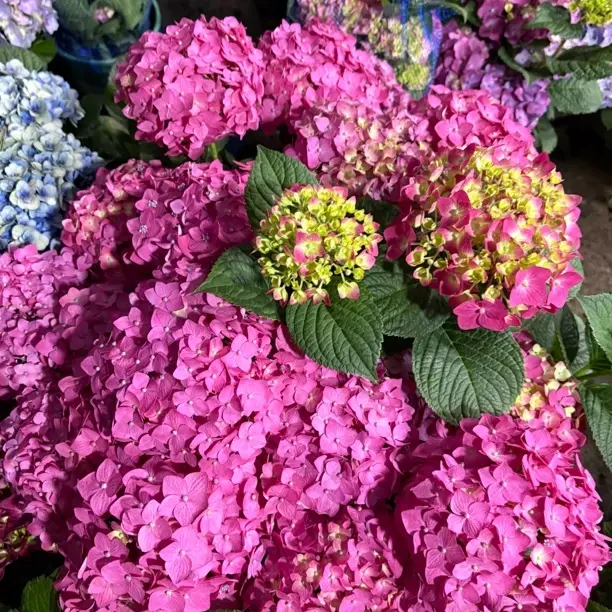 [红皇后1加伦】大花绣球花苗耐冷耐热易活好种适合庭院室内种植