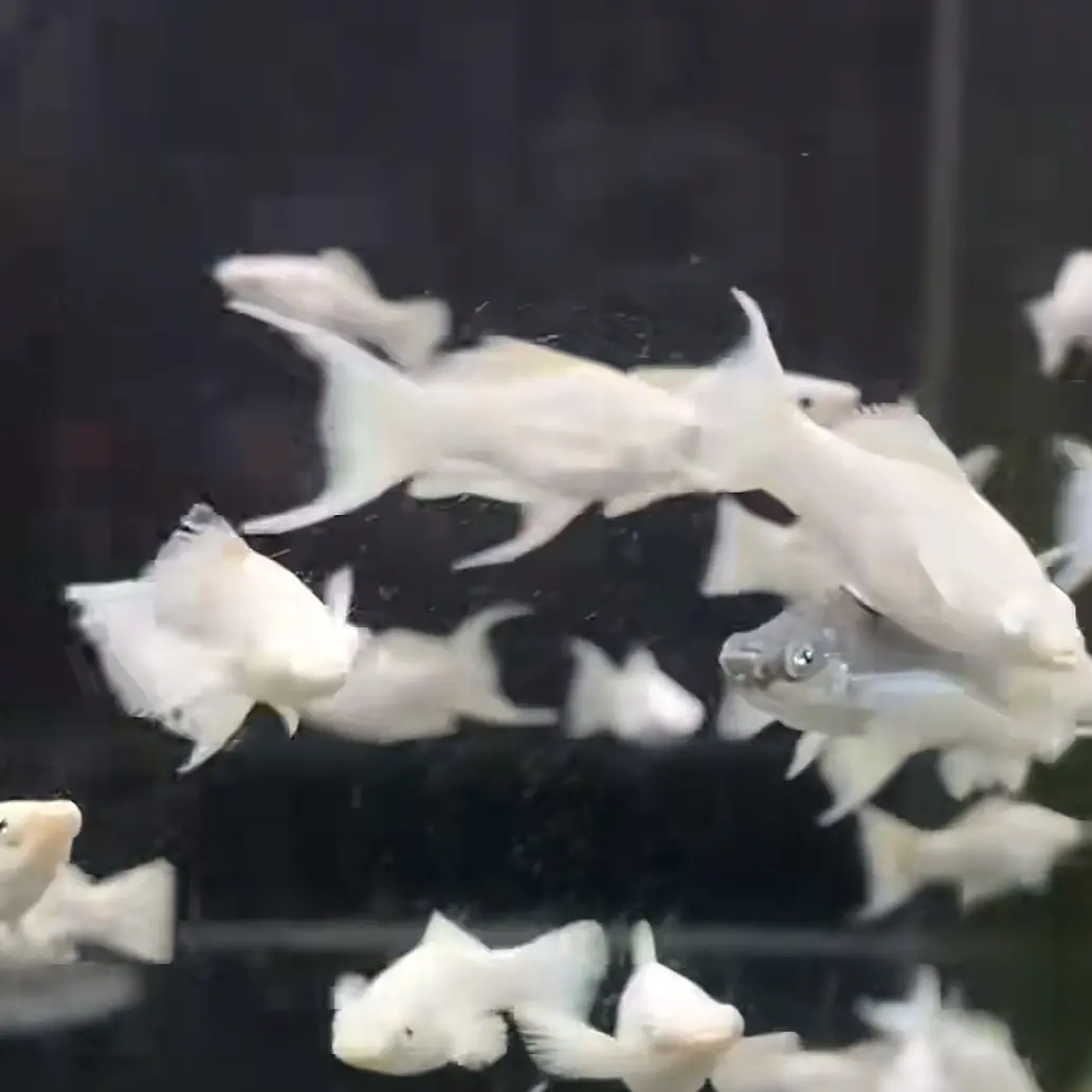 瓷白玛丽球好养活