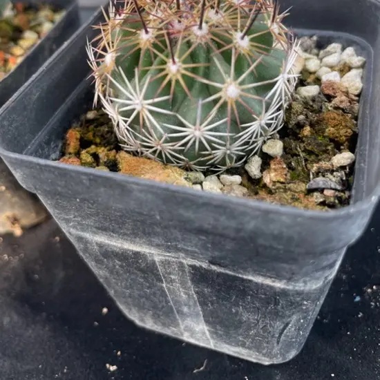 实生仙人球中刺红廉玉