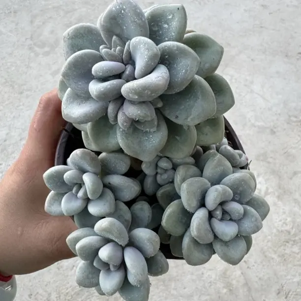 新手好养带香味多肉植物香水艾伦