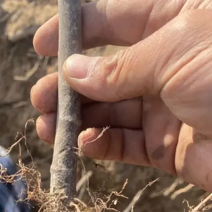 青皮无花果树苗（2棵1.5公分左右）